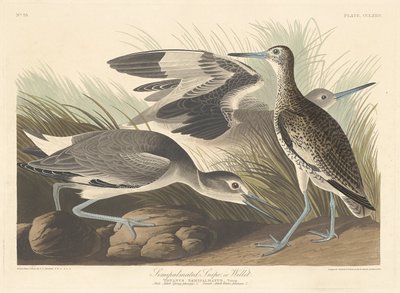 Halvpalmatad snipa eller snipa, 1835. av Robert Havell