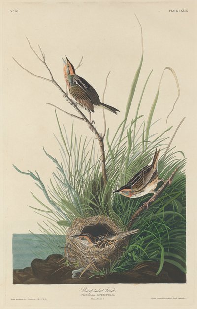 Skarpsvansfink, 1832. av Robert Havell