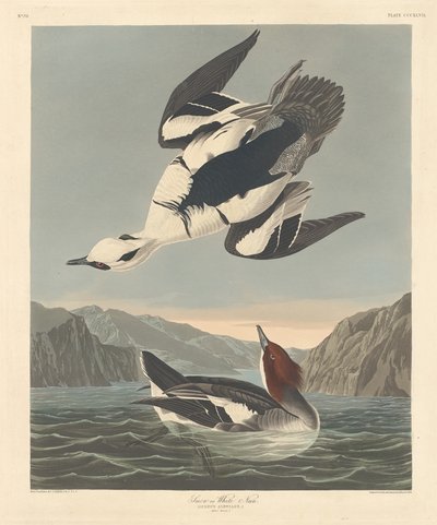 Smew eller White Nun, 1836. av Robert Havell