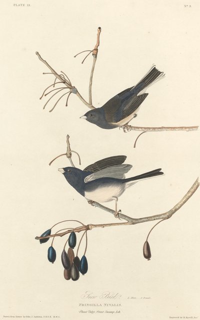 Snöfågel, 1827. av Robert Havell