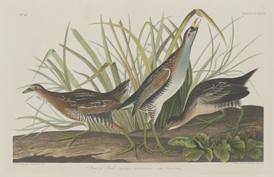 Sora eller järnväg, 1834. av Robert Havell