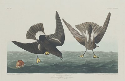 Stormig petrel, 1835. av Robert Havell