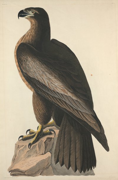 The Bird of Washington eller Great American Sea Eagle, 1827. av Robert Havell