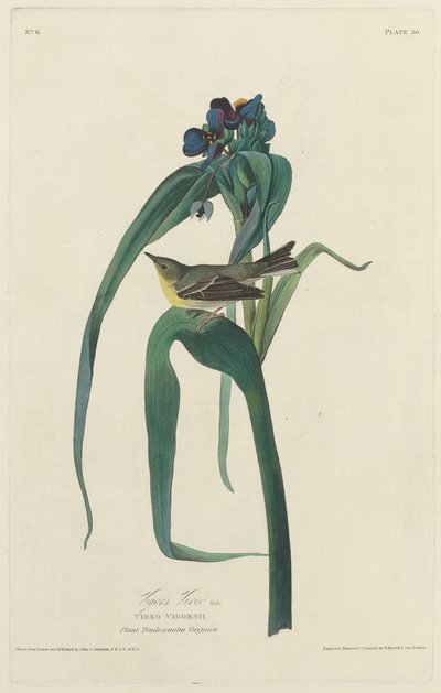 Vigors Vireo, 1828. av Robert Havell