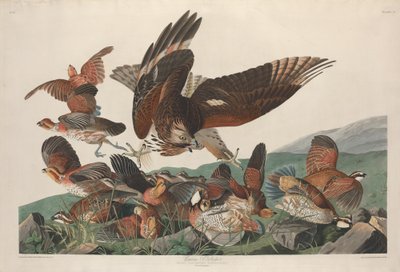 Virginian Partridge, 1830. av Robert Havell