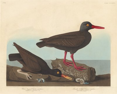 Vitbent ostronfångare och slanknäbbad ostronfångare, 1838. av Robert Havell