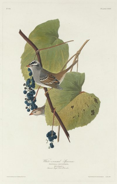 Vitkrönt sparv, 1831. av Robert Havell