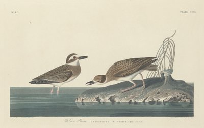 Wilsons Plover, 1834. av Robert Havell