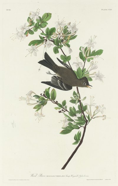 Wood Pewee, 1831. av Robert Havell