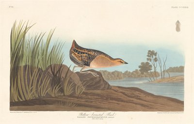 Gulbröstskena, 1836. av Robert Havell