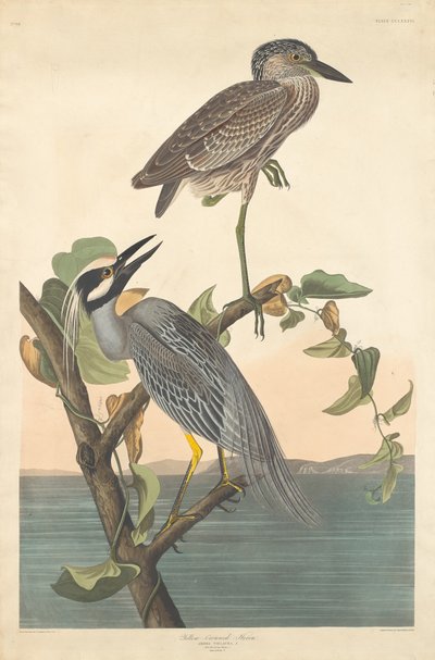 Gulkrönt häger, 1836. av Robert Havell