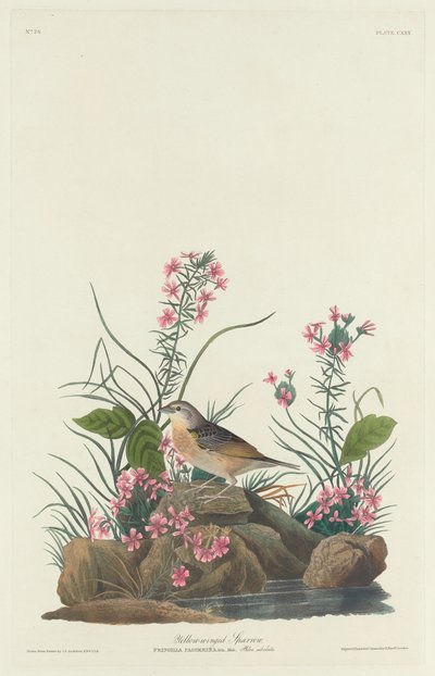 Gulvingad sparv, 1832. av Robert Havell