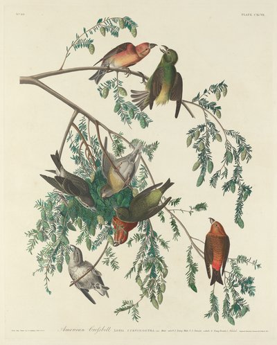 Amerikansk korsnäbb av Robert Havell after John James Audubon