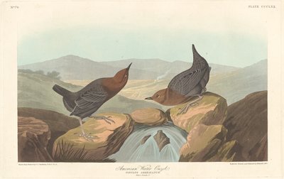 Amerikansk vattenouzel av Robert Havell after John James Audubon
