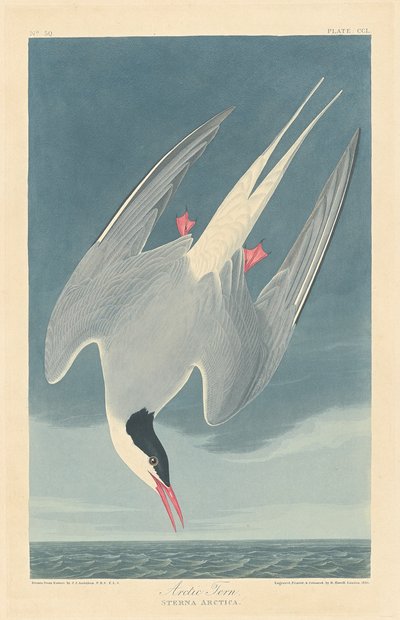 Arktisk tärna av Robert Havell after John James Audubon