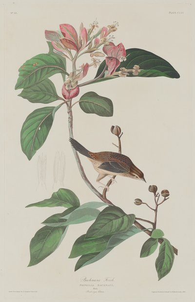 Bachmans Finch av Robert Havell after John James Audubon