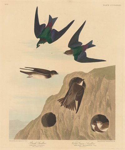 Banksvala och violettgrön svala av Robert Havell after John James Audubon