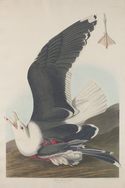 Svartryggmås av Robert Havell after John James Audubon