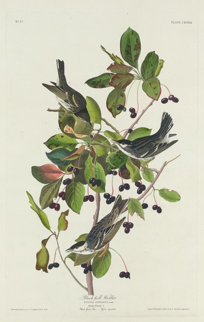 Black-Pool sångare av Robert Havell after John James Audubon