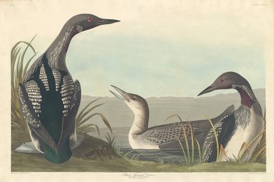 Svartstrupig dykare av Robert Havell after John James Audubon
