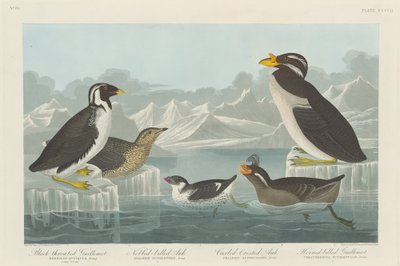 Svartstrupig sillgrisslor, nobbnäbbad alk, krullfågel och hornnäbb av Robert Havell after John James Audubon