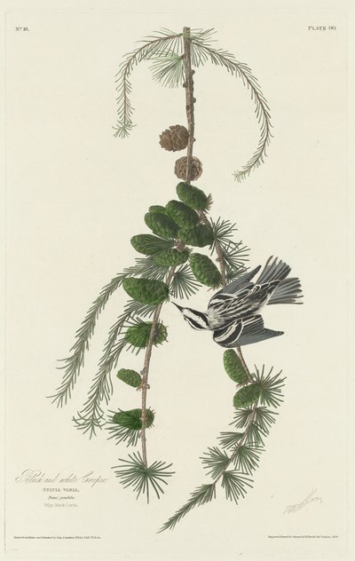 Svart och vit creeper av Robert Havell after John James Audubon