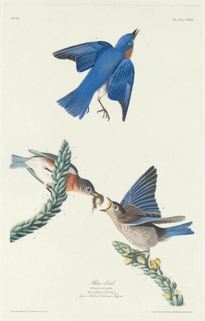 Blå-fågel av Robert Havell after John James Audubon