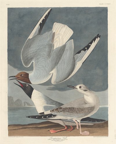 Bonapartisk mås av Robert Havell after John James Audubon