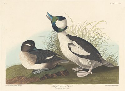 Buffel-headed Anka av Robert Havell after John James Audubon