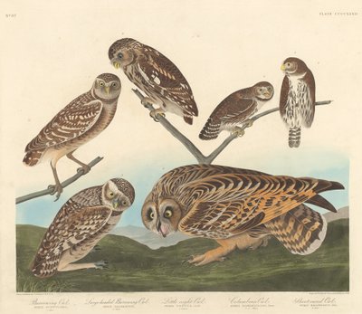 Grävuggla, Storhuvad Grävuggla och Lilla Nattuggla av Robert Havell after John James Audubon