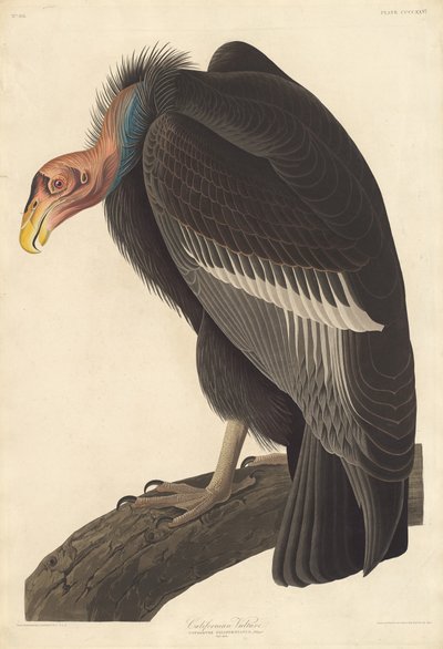 Kalifornisk gam av Robert Havell after John James Audubon