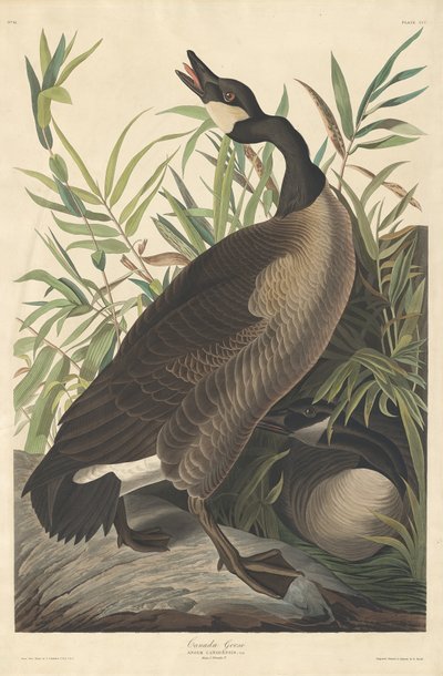 Kanada Gås av Robert Havell after John James Audubon