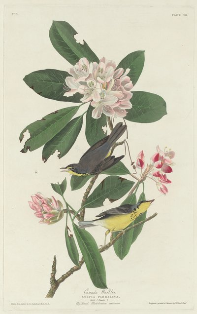 Kanadasångare av Robert Havell after John James Audubon