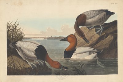 Duck-backed Duck av Robert Havell after John James Audubon