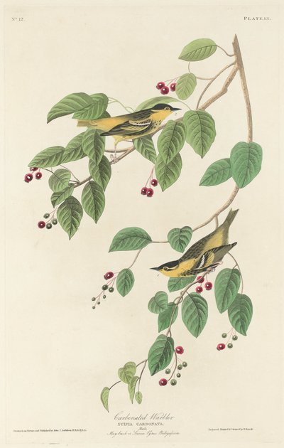 Kolsyrad sångare av Robert Havell after John James Audubon