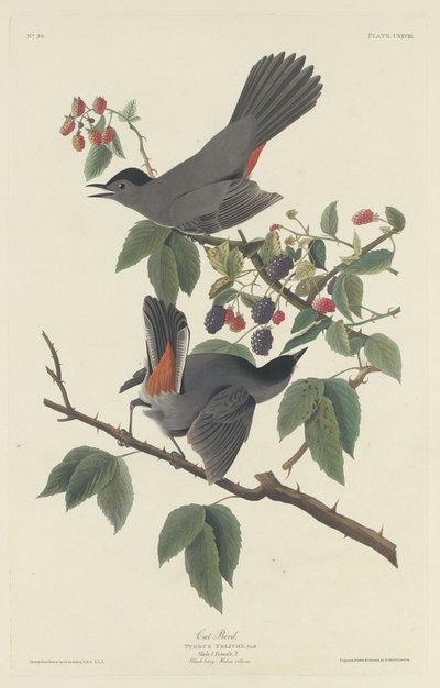 Katt Fågel av Robert Havell after John James Audubon