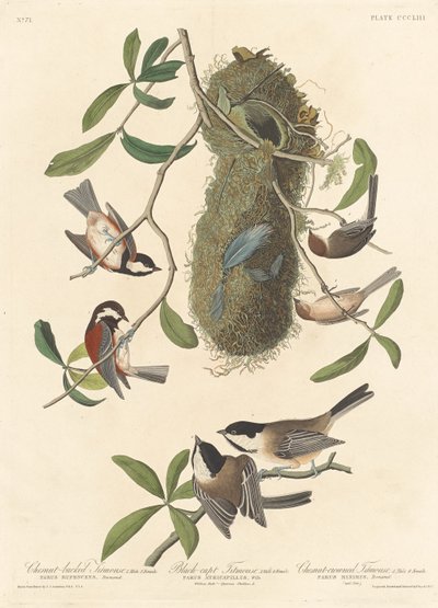 Kastanjeryggmes, svarthårig mes och kastanjekrönt mes av Robert Havell after John James Audubon
