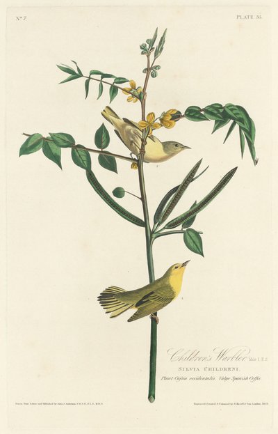 Barnsångare av Robert Havell after John James Audubon