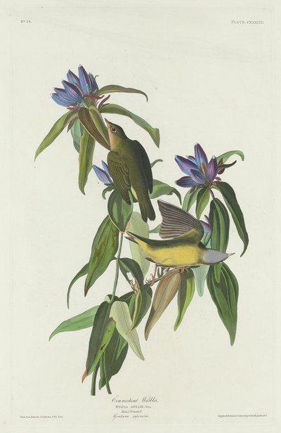 Connecticut sångare av Robert Havell after John James Audubon