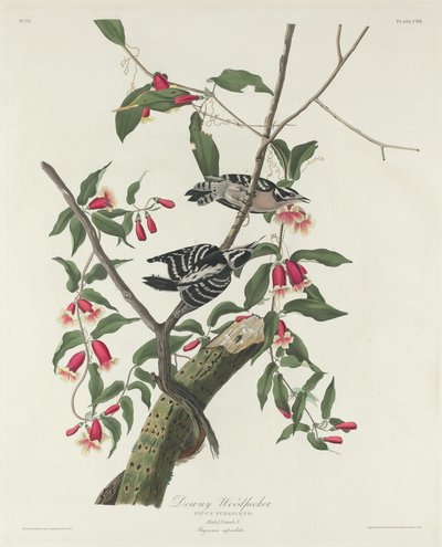 Dunig hackspett av Robert Havell after John James Audubon