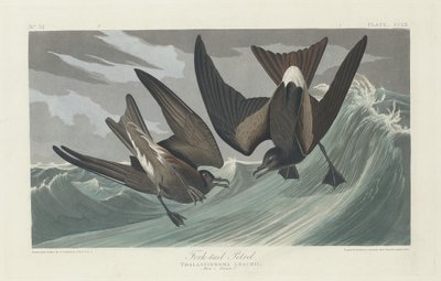 Gaffelstjärtsvala av Robert Havell after John James Audubon
