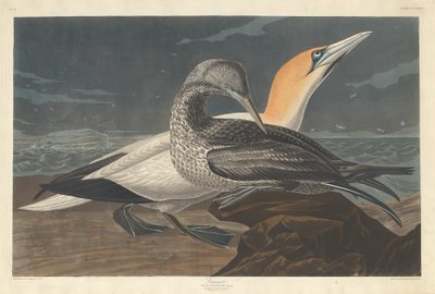 Gannet av Robert Havell after John James Audubon