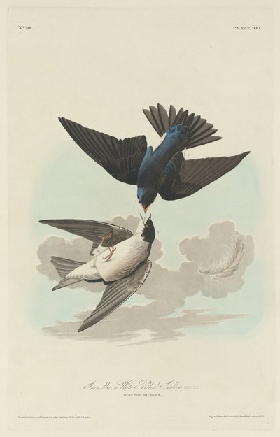 Grönblå eller Vitbukad svala av Robert Havell after John James Audubon