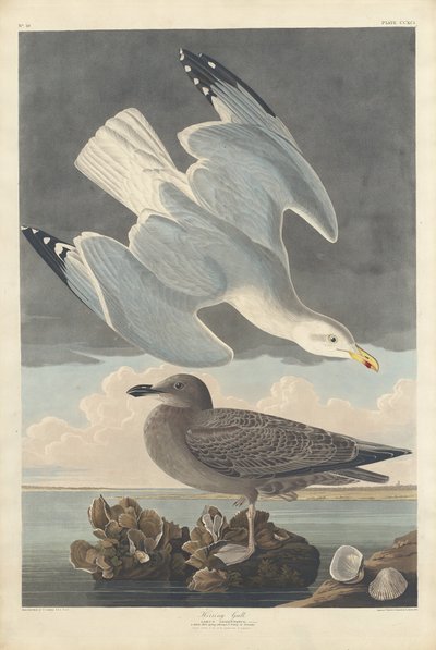 Gråtrut av Robert Havell after John James Audubon