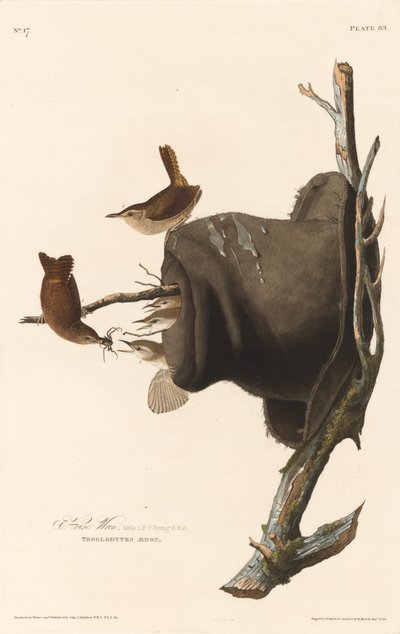 House Wren av Robert Havell after John James Audubon