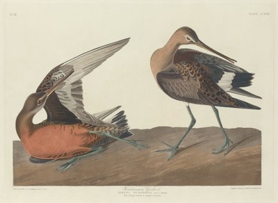 Hudsonsnubba av Robert Havell after John James Audubon