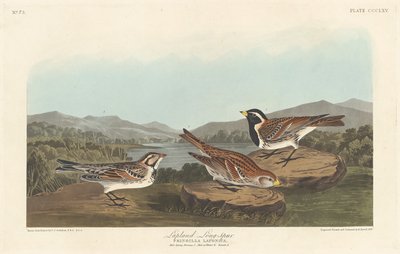 Lappland Långspur av Robert Havell after John James Audubon