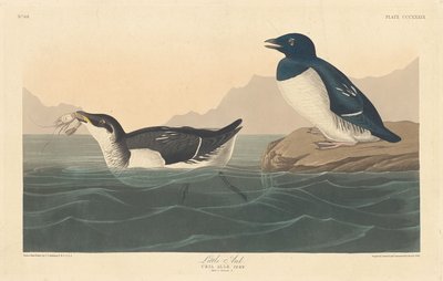 Lilla alk av Robert Havell after John James Audubon