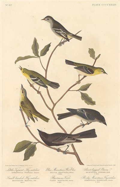 Lilla Tyrantflugsnappare, Småhövdad flugsnappare, Blåbergssångare, Bartrams Vireo, Kortbent Pewee och Rocky Mountain Flugsnappare av Robert Havell after John James Audubon