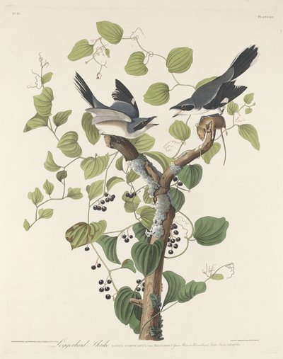 Loggerhead Shrike av Robert Havell after John James Audubon